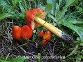 Hygrocybe pseudoconica-amf959-1